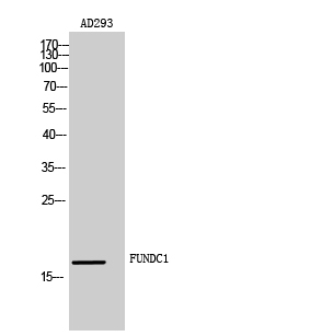 Fig.2. Western Blot analysis of AD293 cells using FUNDC1 Polyclonal Antibody diluted at 1:500. Secondary antibody (catalog#: A21020) was diluted at 1:20000.