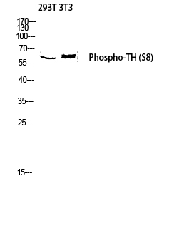 Fig. Western blot analysis of 293T 3T3 lysis using Phospho-TH (S8) antibody. Antibody was diluted at 1:1000.