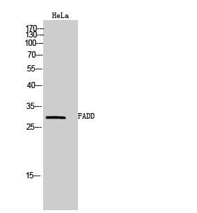 Fig. Western Blot analysis of HeLa cells using FADD Polyclonal Antibody.