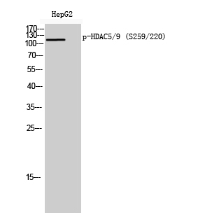 Fig.1. Western Blot analysis of HepG2 cells using Phospho-HDAC5/9 (S259/220) Polyclonal Antibody diluted at 1:2000.