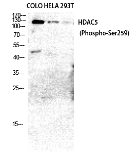 Fig.2. Western Blot analysis of COLO HELA 293T cells using Phospho-HDAC5/9 (S259/220) Polyclonal Antibody diluted at 1:2000.
