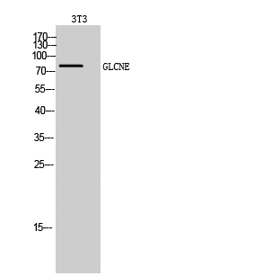Fig. Western Blot analysis of 3T3 cells using GLCNE Polyclonal Antibody diluted at 1:500.