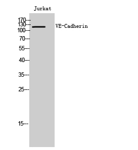 Fig.1. Western Blot analysis of Jurkat cells using VE-Cadherin Polyclonal Antibody diluted at 1:2000. Secondary antibody (catalog#: A21020) was diluted at 1:20000.