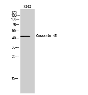 Fig. Western Blot analysis of K562 cells using Connexin 45 Polyclonal Antibody.