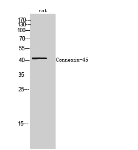 Fig. Western Blot analysis of rat cells using Connexin-45 Polyclonal Antibody.