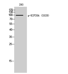 Fig. Western Blot analysis of 293 cells using Phospho-KIF20A (S528) Polyclonal Antibody.