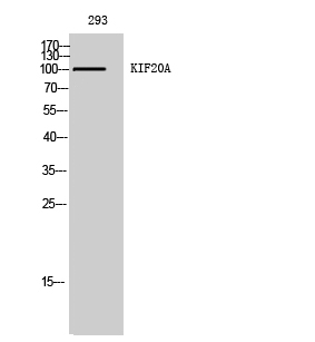 Fig. Western Blot analysis of 293 cells using KIF20A Polyclonal Antibody.
