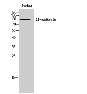 Fig. Western Blot analysis of Jurkat cells using LI-cadherin Polyclonal Antibody.