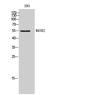 Fig. Western Blot analysis of 293 cells using WAVE2 Polyclonal Antibody. Secondary antibody (catalog#: A21020) was diluted at 1:20000.