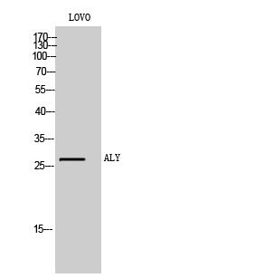 Fig. Western Blot analysis of LOVO cells using ALY Polyclonal Antibody.