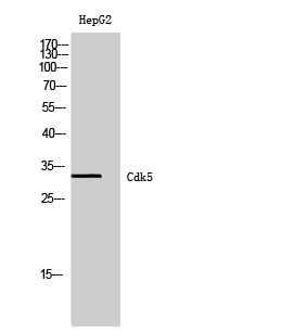 Fig. Western Blot analysis of HepG2 cells using Cdk5 Polyclonal Antibody diluted at 1:500.