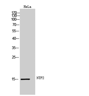 Fig.1. Western Blot analysis of HeLa cells using NTF2 Polyclonal Antibody.