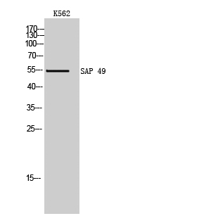 Fig.1. Western Blot analysis of K562 cells using SAP 49 Polyclonal Antibody.