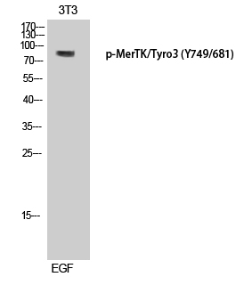 Fig.1. Western Blot analysis of 3T3 cells using Phospho-MerTK/Tyro3 (Y749/681) Polyclonal Antibody diluted at 1:500.