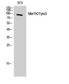 Fig. Western Blot analysis of 3T3 cells using MerTK/Tyro3 Polyclonal Antibody.