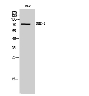 Fig. Western Blot analysis of RAW cells using NHE-6 Polyclonal Antibody.