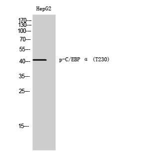 Fig. Western Blot analysis of HepG2 cells using Phospho-C/EBP α (T230) Polyclonal Antibody.