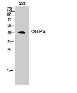 Fig. Western Blot analysis of 293 cells using C/EBP α Polyclonal Antibody.
