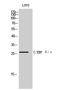 Fig.1. Western Blot analysis of LOVO cells using C/EBP δ/ε Polyclonal Antibody diluted at 1:500.