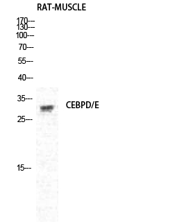 Fig.2. Western Blot analysis of RAT-MUSCLE cells using C/EBP δ/ε Polyclonal Antibody diluted at 1:500.