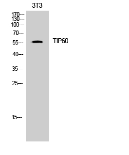 Fig. Western Blot analysis of 3T3 cells using TIP60 Polyclonal Antibody. Secondary antibody (catalog#: A21020) was diluted at 1:20000.