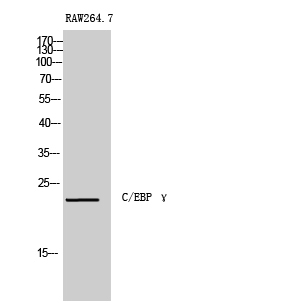 Fig. Western Blot analysis of RAW264.7 cells using C/EBP γ Polyclonal Antibody.
