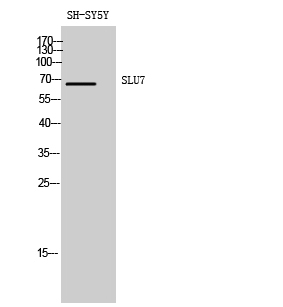 Fig. Western Blot analysis of SH-SY5Y cells using SLU7 Polyclonal Antibody diluted at 1:1000.