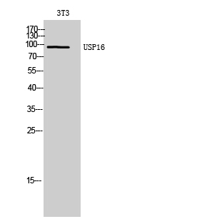 Fig. Western Blot analysis of 3T3 cells using USP16 Polyclonal Antibody. Secondary antibody (catalog#: A21020) was diluted at 1:20000.