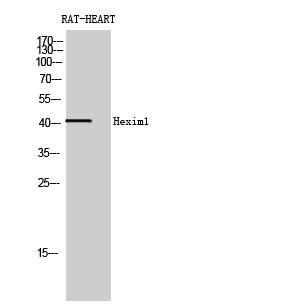 Fig. Western Blot analysis of RAT-HEART cells using Hexim1 Polyclonal Antibody diluted at 1:2000.