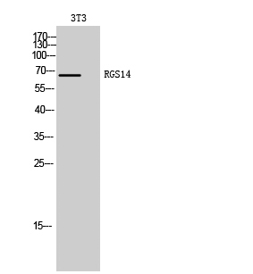 Fig. Western Blot analysis of 3T3 cells using RGS14 Polyclonal Antibody.