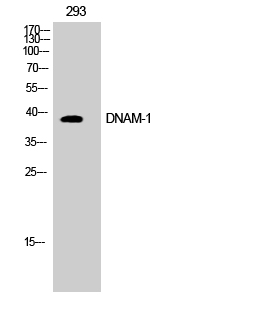 Fig.1. Western Blot analysis of COS7 cells using DNAM-1 Polyclonal Antibody diluted at 1:500.