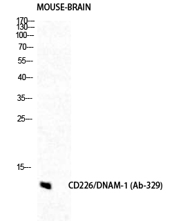 Fig.2. Western Blot analysis of Mouse-brain cells using DNAM-1 Polyclonal Antibody diluted at 1:500.