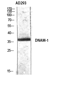 Fig.3. Western Blot analysis of AD293 using DNAM-1 Polyclonal Antibody diluted at 1:500.