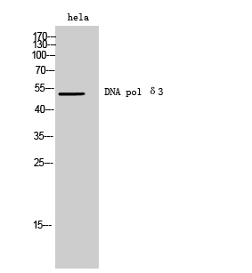 Fig. Western Blot analysis of hela cells using DNA pol δ3 Polyclonal Antibody diluted at 1:500.
