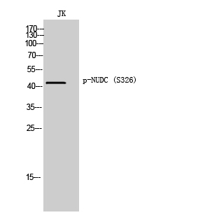 Fig. Western Blot analysis of JK cells using Phospho-NUDC (S326) Polyclonal Antibody.