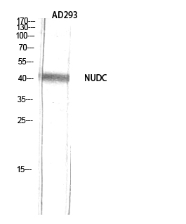 Fig.2. Western Blot analysis of AD293 using NUDC Polyclonal Antibody diluted at 1:2000.