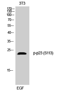 Fig. Western Blot analysis of 3T3 cells using Phospho-p23 (S113) Polyclonal Antibody.