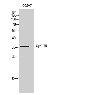 Fig. Western Blot analysis of COS-7 cells using CysLTR1 Polyclonal Antibody.