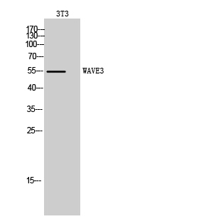 Fig. Western Blot analysis of 3T3 cells using WAVE3 Polyclonal Antibody. Secondary antibody (catalog#: A21020) was diluted at 1:20000.