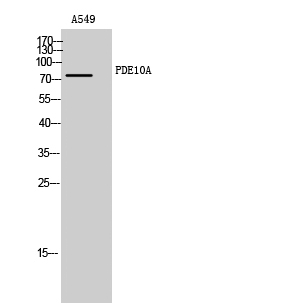 Fig. Western Blot analysis of A549 cells using PDE10A Polyclonal Antibody.