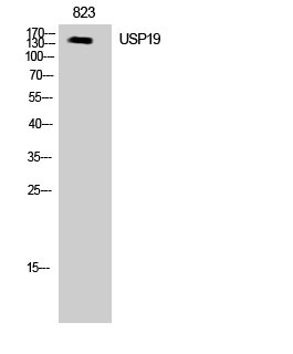 Fig. Western Blot analysis of NIH-3T3 cells using USP19 Polyclonal Antibody diluted at 1:2000. Secondary antibody (catalog#: A21020) was diluted at 1:20000.