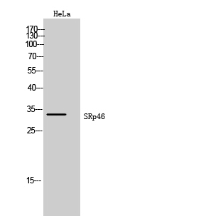 Fig. Western Blot analysis of HeLa cells using SRp46 Polyclonal Antibody.