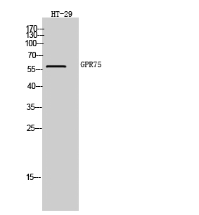 Fig. Western Blot analysis of HT-29 cells using GPR75 Polyclonal Antibody.