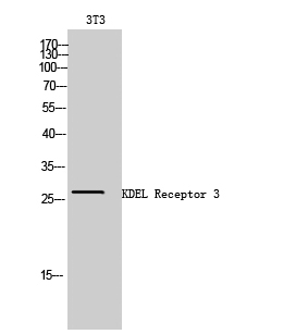 Fig. Western Blot analysis of 3T3 cells using KDEL Receptor 3 Polyclonal Antibody.