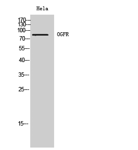 Fig. Western Blot analysis of Hela cells using OGFR Polyclonal Antibody.