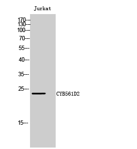 Fig. Western Blot analysis of Jurkat cells using CYB561D2 Polyclonal Antibody.
