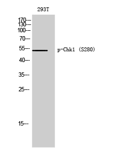 Fig. Western Blot analysis of 293T cells using Phospho-Chk1 (S280) Polyclonal Antibody diluted at 1:500.
