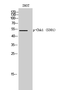 Fig. Western Blot analysis of 293T cells using Phospho-Chk1 (S301) Polyclonal Antibody diluted at 1:2000.