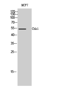 Fig. Western Blot analysis of MCF7 cells using Chk1 Polyclonal Antibody.