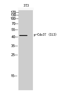 Fig. Western Blot analysis of 3T3 cells using Phospho-Cdc37 (S13) Polyclonal Antibody.